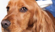 Anagrafe canina e microchip