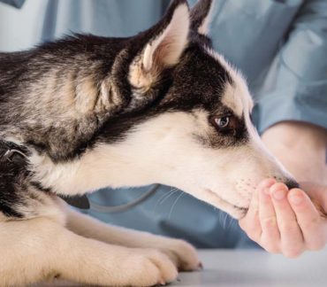 Cos’è la Tosse dei Canili o Rinotracheite Canina?