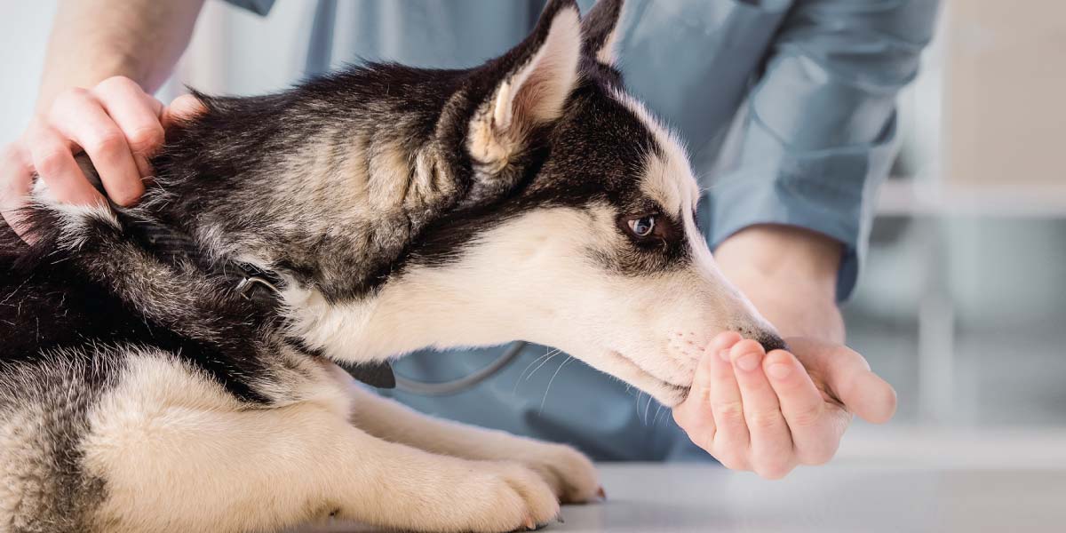 Cos’è la Tosse dei Canili o Rinotracheite Canina?
