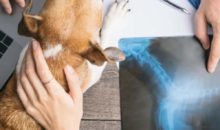 Diagnostica per immagini