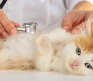 Cos’è il Virus da Immunodeficienza Felina (FIV)?