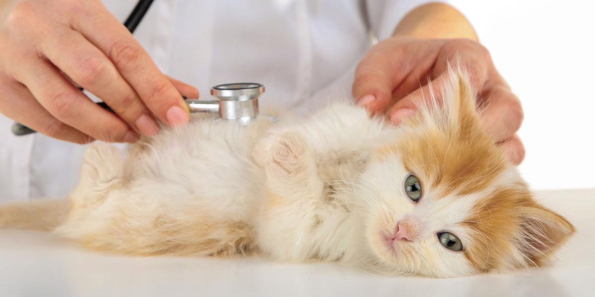 Cos’è il Virus da Immunodeficienza Felina (FIV)?