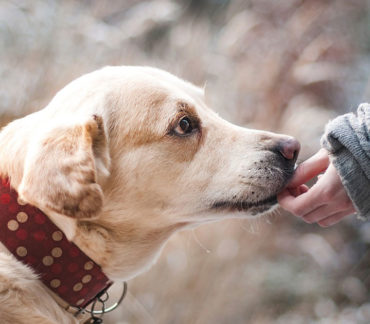Ruolo degli animali da compagnia nell’emergenza Covid-19