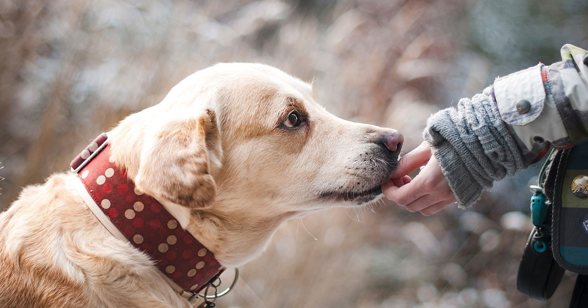 Ruolo degli animali da compagnia nell’emergenza Covid-19