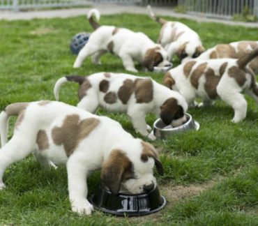 Affidamento cuccioli di razza