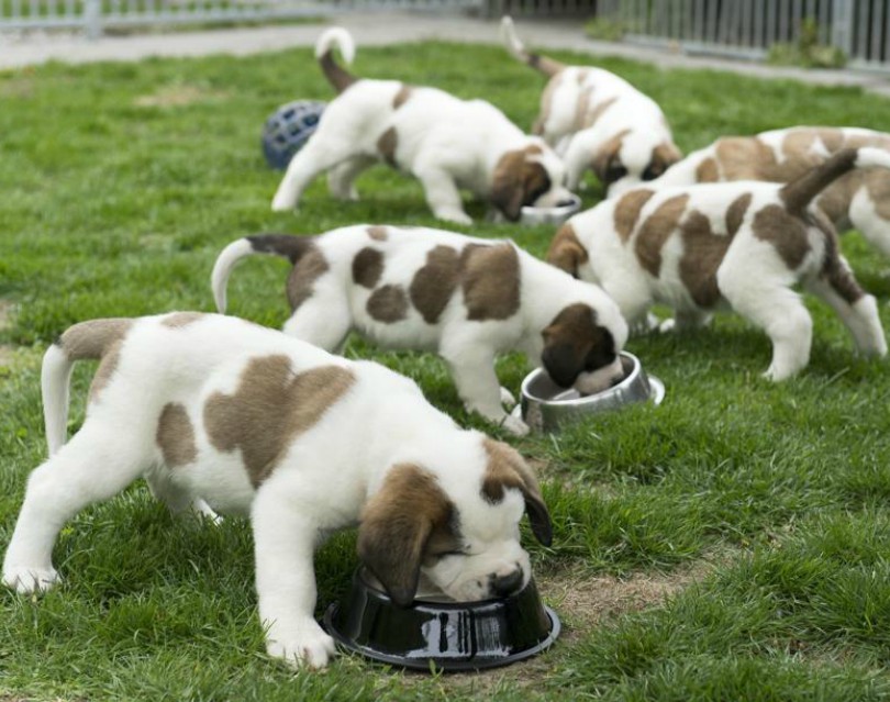 Affidamento cuccioli di razza